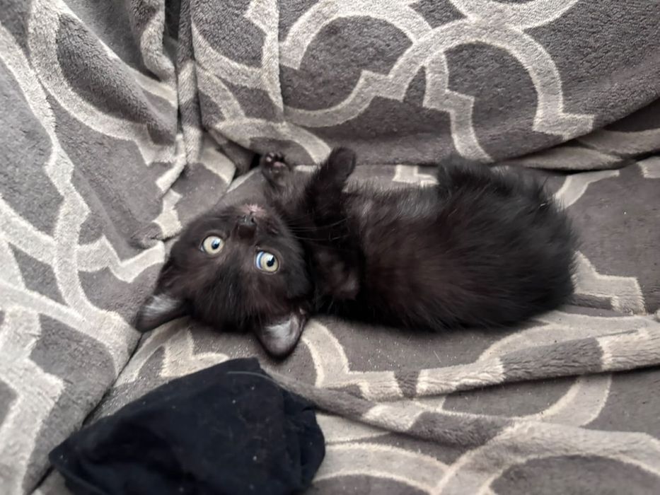 Отдаю котят бесплатно