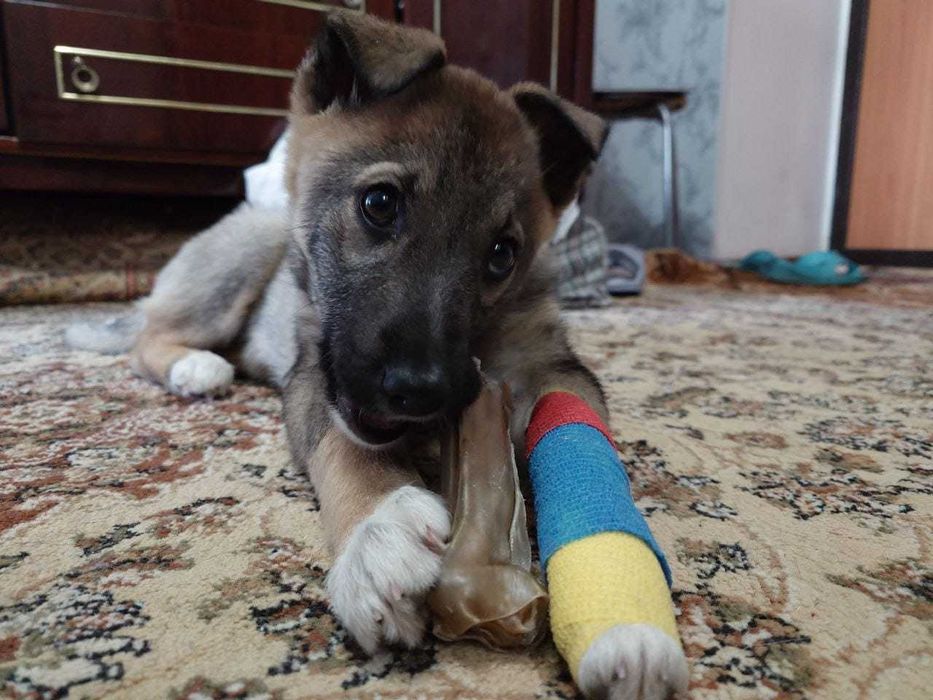 Нежнй девочке нужен дом