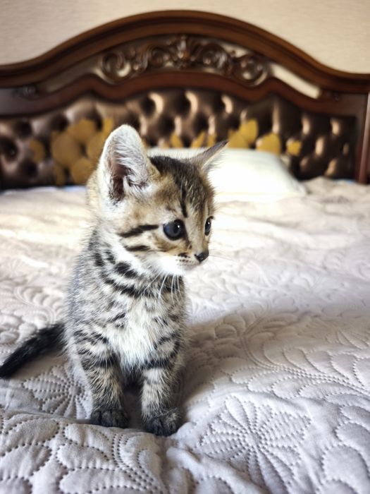 Котёнок девочка бесплатно