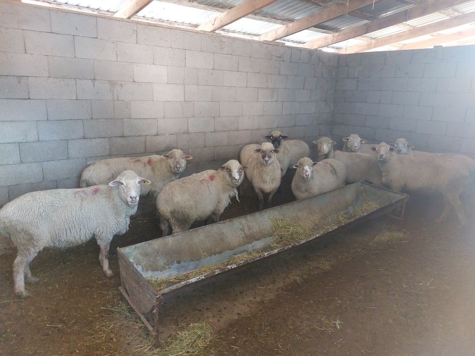 Саулық Койлар сатам Мериностар