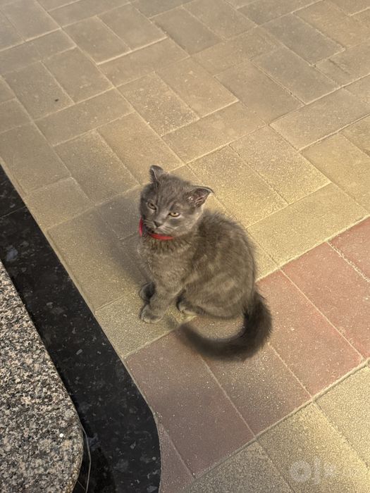 Кошка шотландская