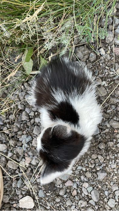 Отдам котенка в добрые руки