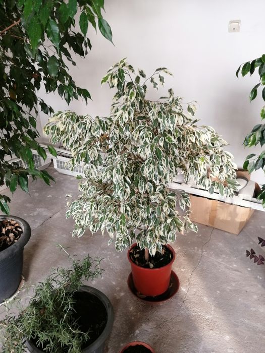 Авокадо, Фикус и прочие Комнатные растения