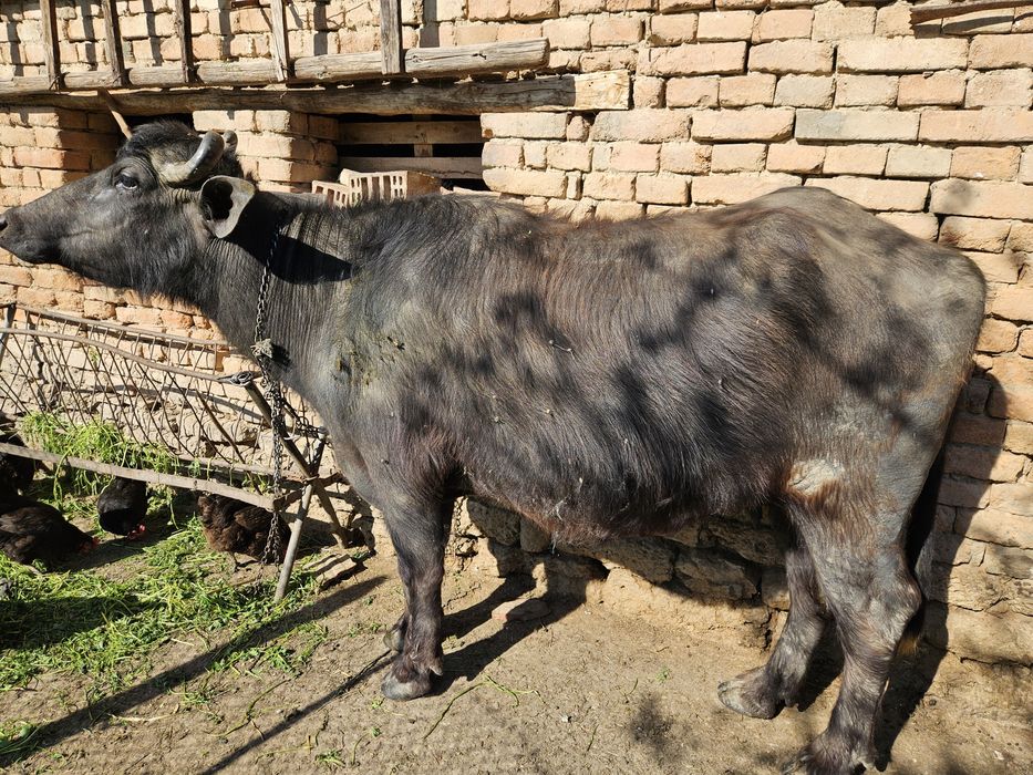 БИВОЛИЦА, на второ теле, на 8 месеца заплодена.