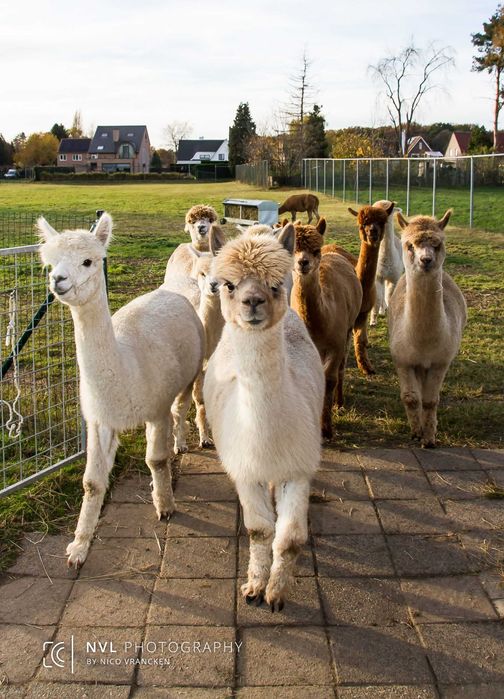 Vând Alpaca femele și masculi