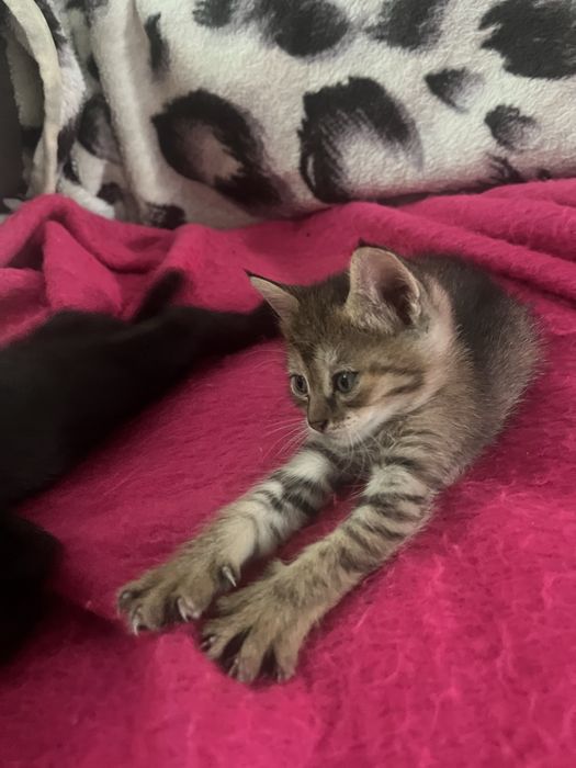 Отдам  классных котят за шоколадку )