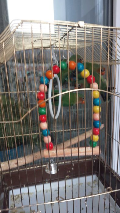 Попугайчики Неразлучники