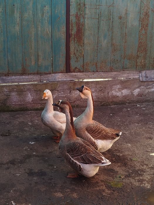 Домашние гуси 3 шт