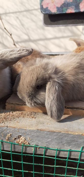 Карликовый баран