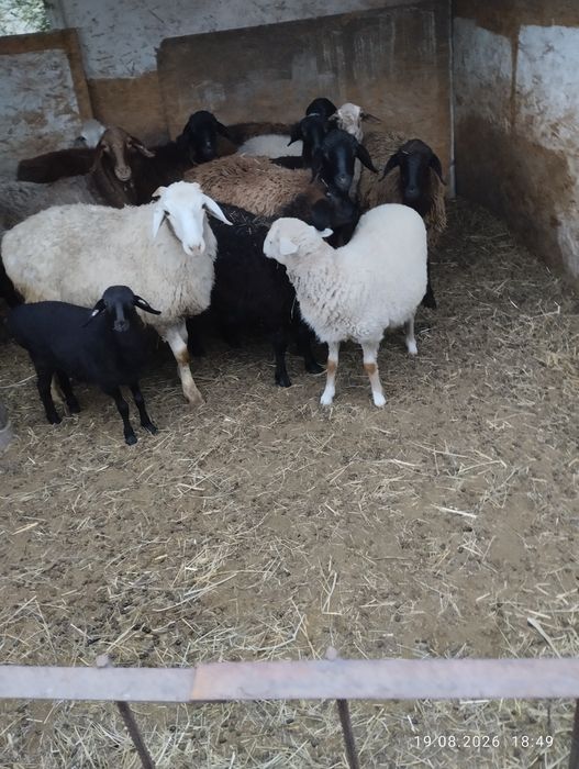 Продам баранов 9 больших маток