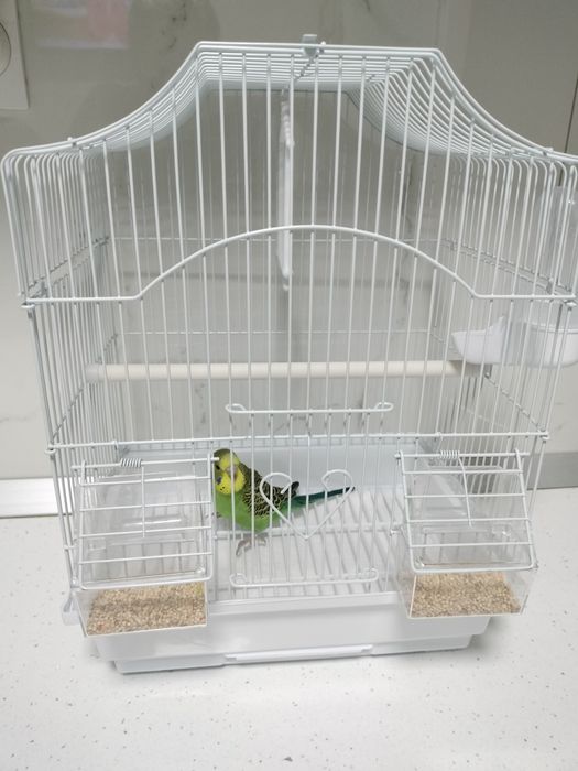 Papagal peruși - puiuți