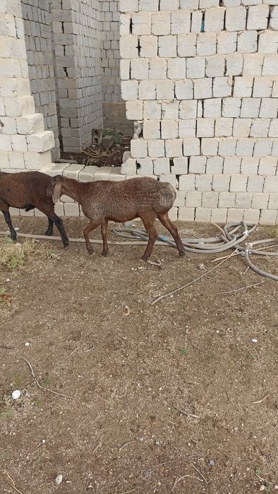 Qoylar sotiladi bugos