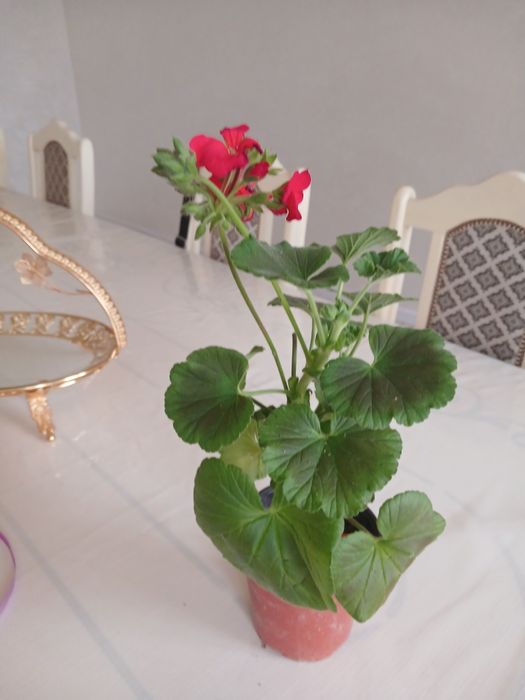 Пеларгония сатылымда.