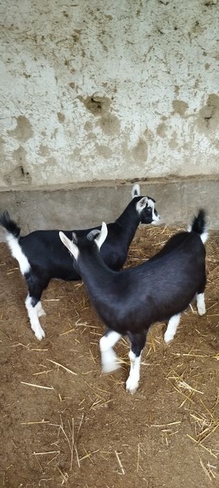 Зотли эчкимиз сотилади пули макул келса