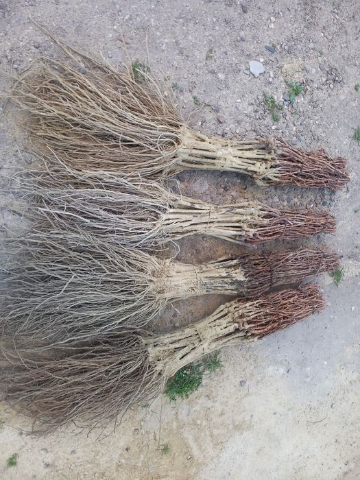 Butasi vita de vie anul 2 și anul 3