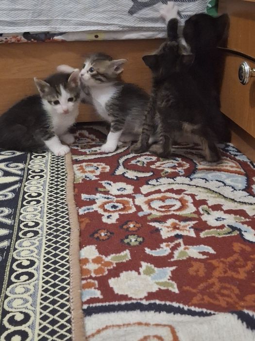 Мысықтың балдпры