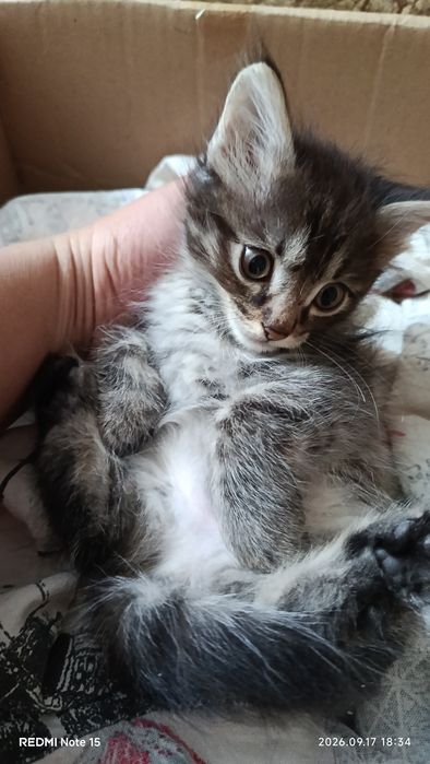 Отдам кошка срочно