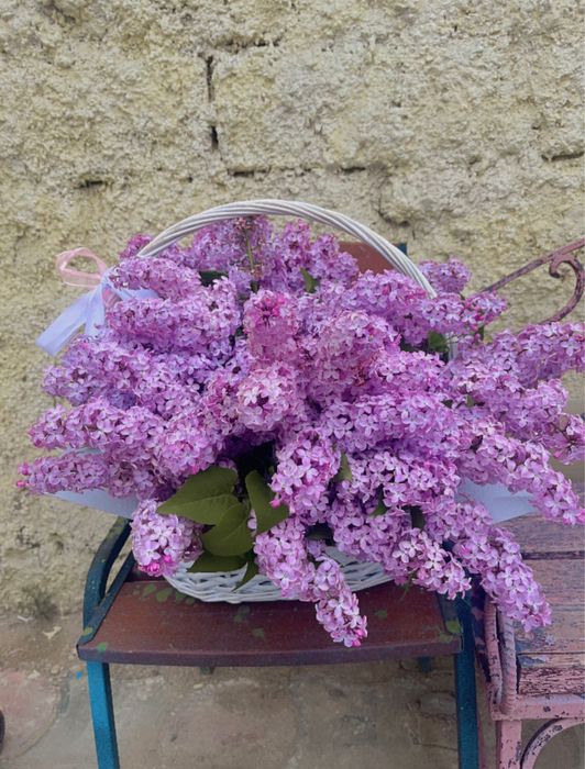 Сирен цветы гүлдері актау