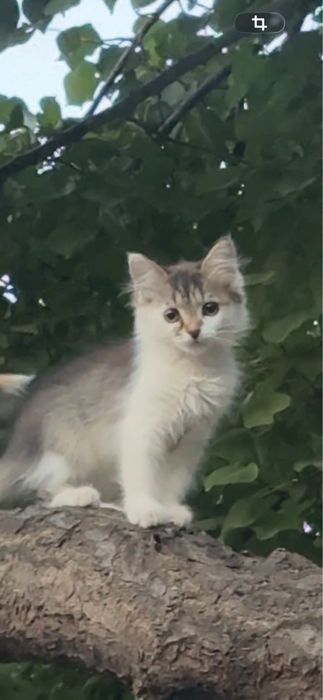 Домашний кошка Отдам даром Mushuk
