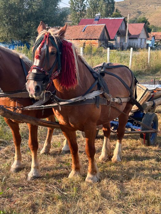 Vând iapa de 7 ani