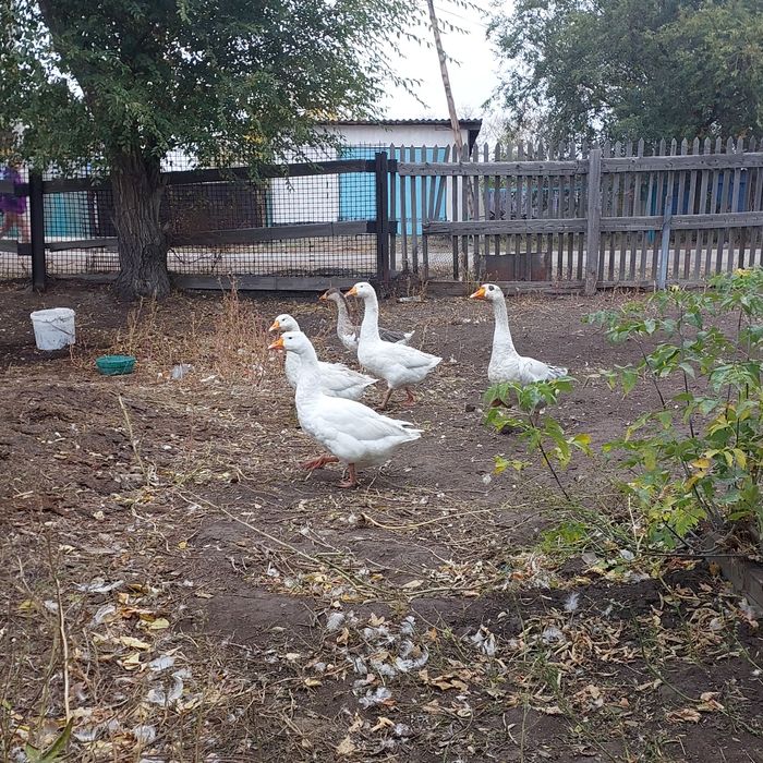 Продам гусей или варианты