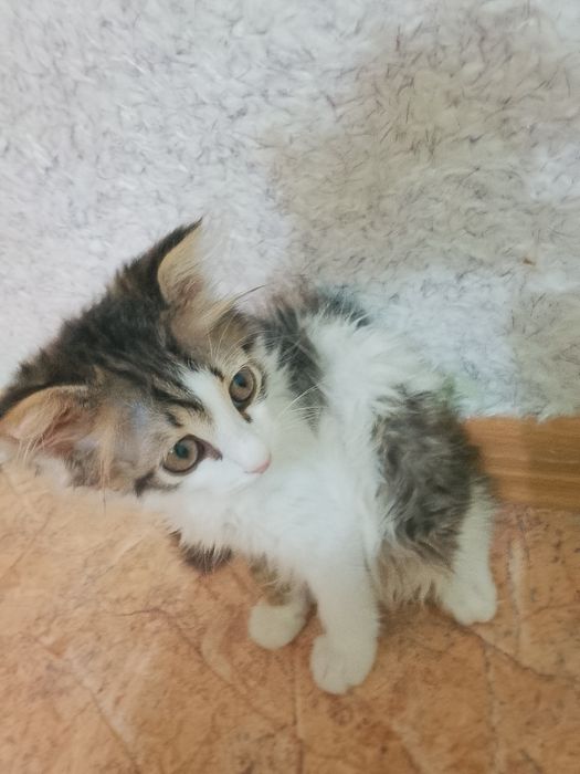 Отдам котенка мальчик