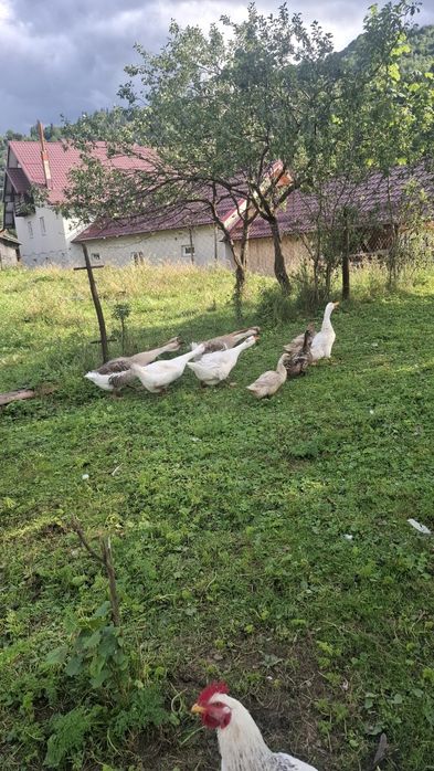 Vând gâscan si gâște