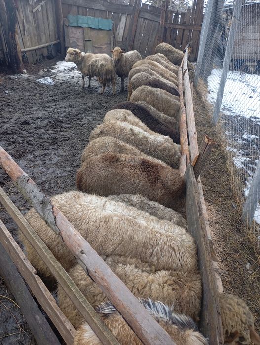 Oi de vânzare  și 2 capre