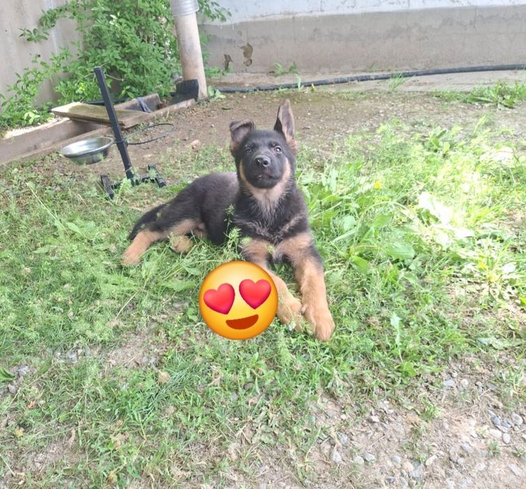 Немецкая овчарка күшігі