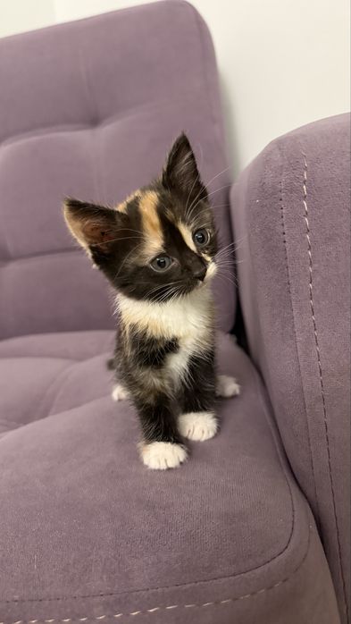 Отдам котят 1,5 месяца, мальчик и девочки