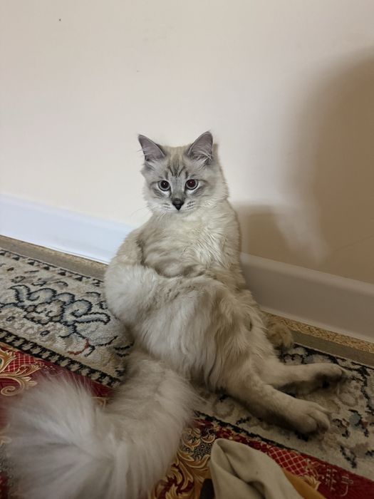 Продам сиамского кота