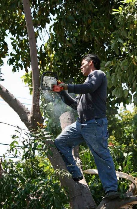 Oferim servicii despre tot c tone de gradinarit