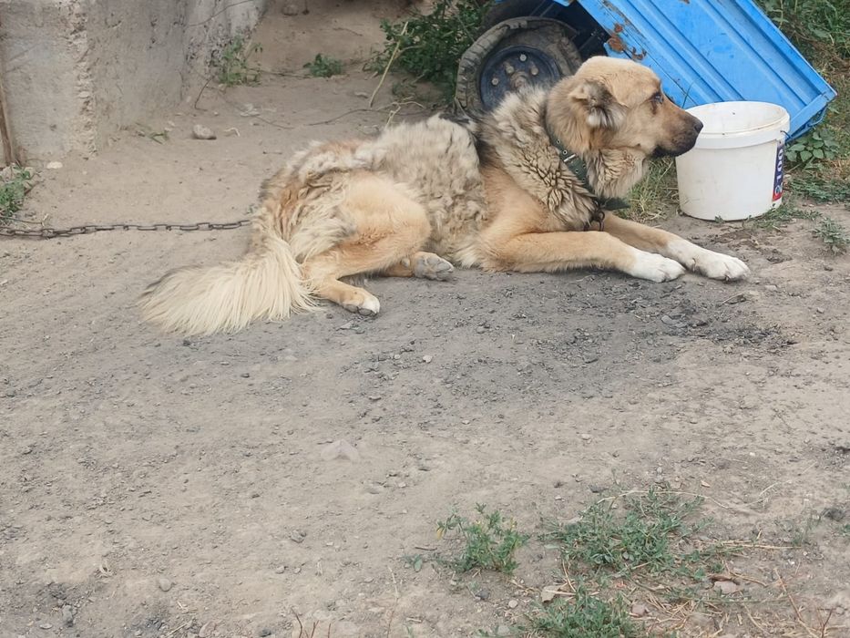 Кавказский алабай
