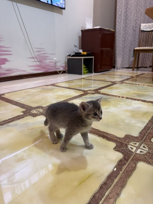 Продаем котенка девочку