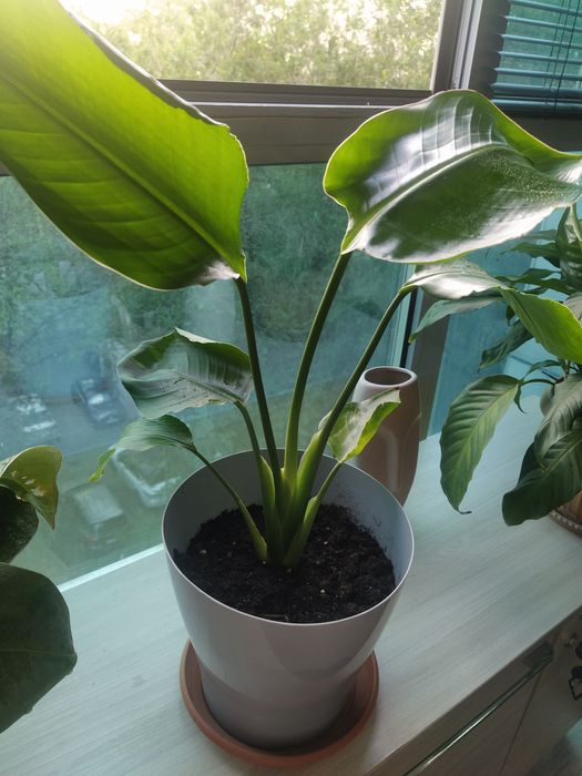 Стрелиция - цветок райской птицы