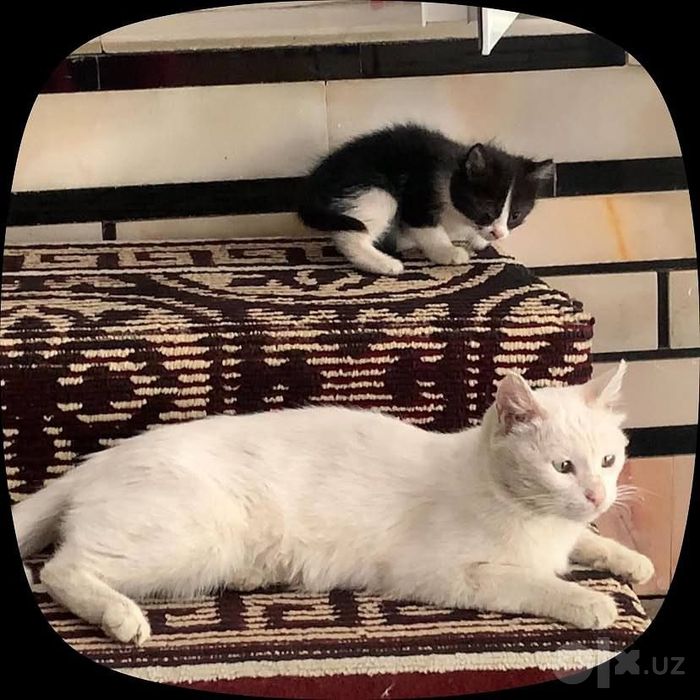 Котята и кошка даром в добрые руки