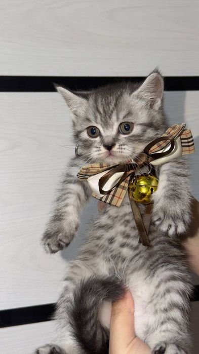 Продаётся мрамо шиншилла