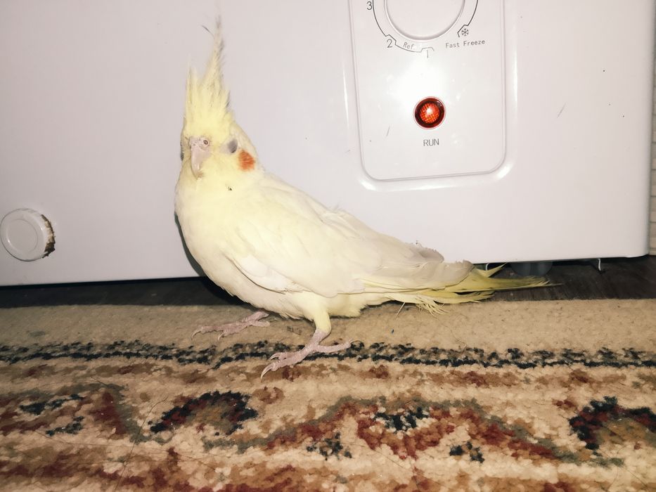 Корелла сатылады.