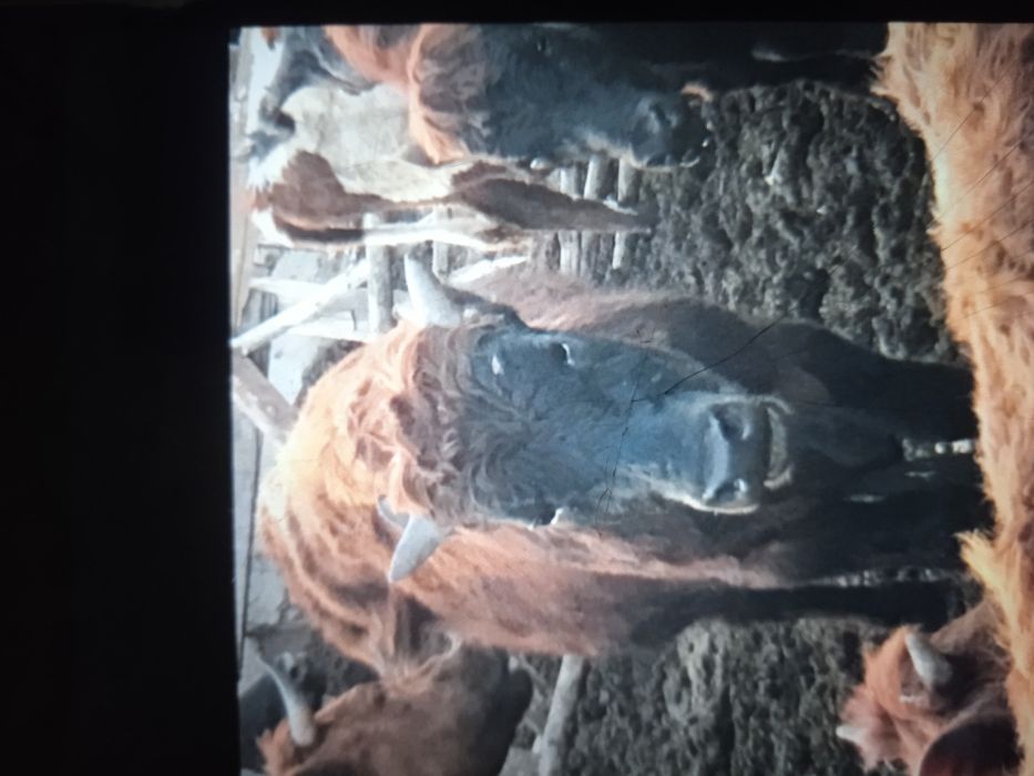 Продам бычка находиться в селе Васильковка