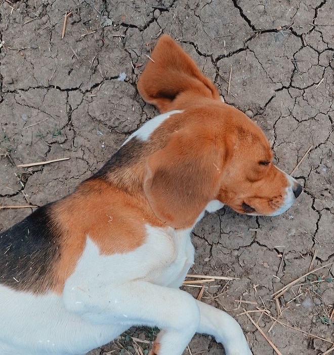 Cățelușa Deizy își caută o familie iubitoare!