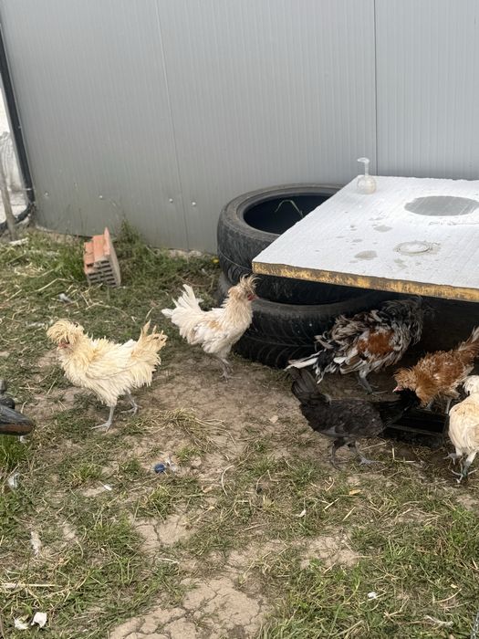 Motata olandeza , paduana cocosi