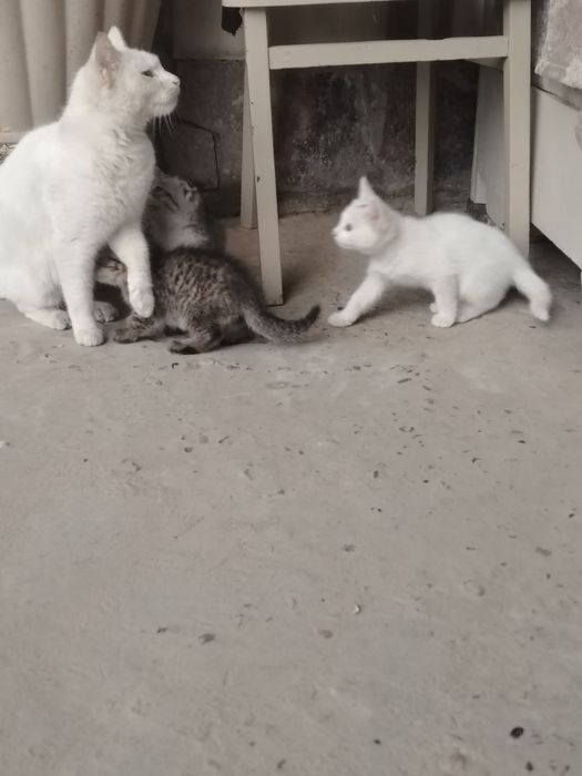 Скотишфолд.
