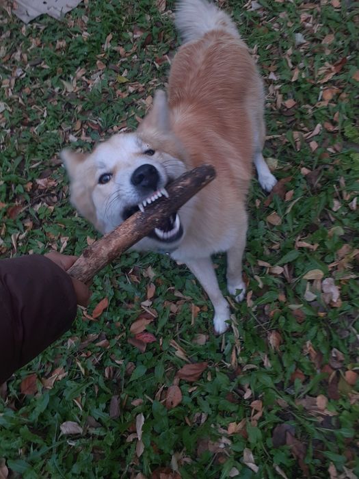 Собака бесплатно