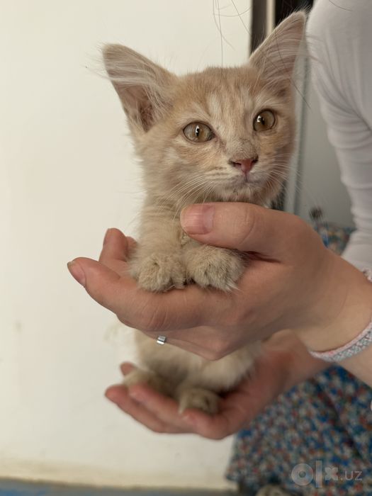 маленький котенок
