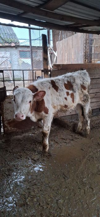 Vând vițel bălțat