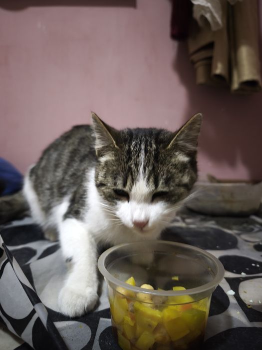 Mushuk hadyaga beriladi