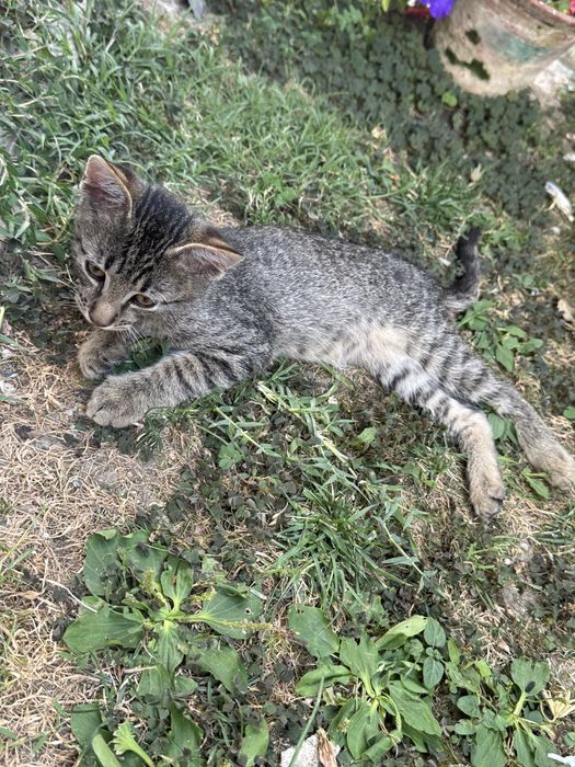 Donez pisoi iubitor și jucăuș!