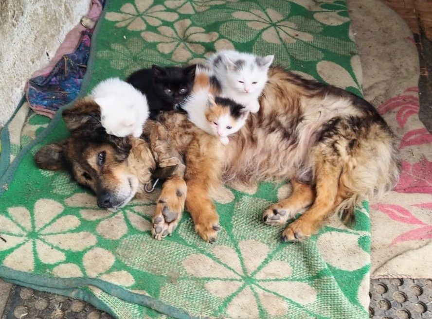 Котята ищут дом и семью