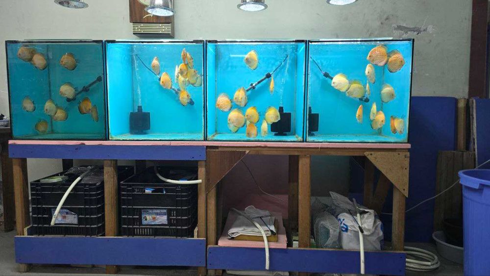 Аквариумные рыбки дискус