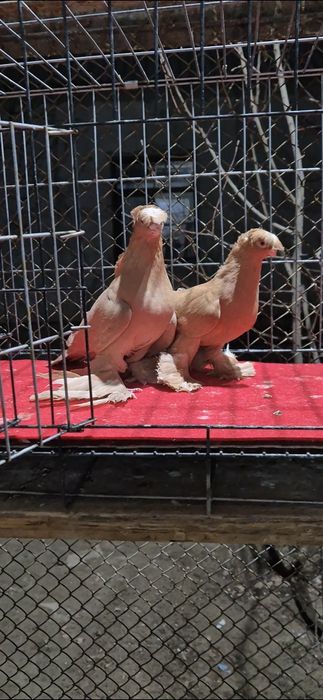 Жолтый голубыыыыы